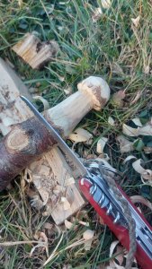 Separating your finished mushroom 5_saw_or_new_undercut_sm