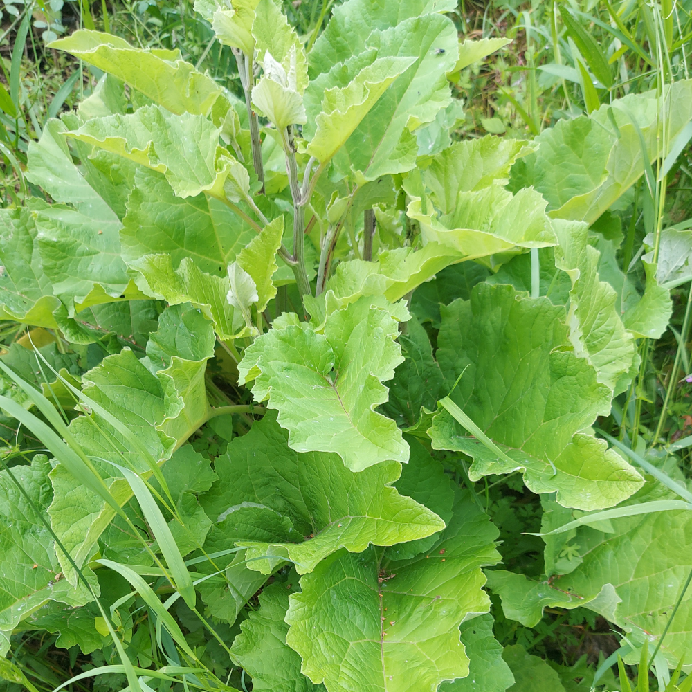 burdock burdock