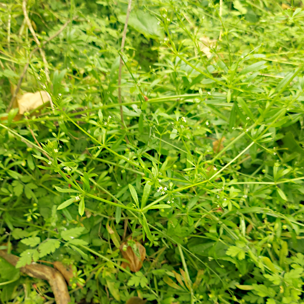 cleavers cleavers