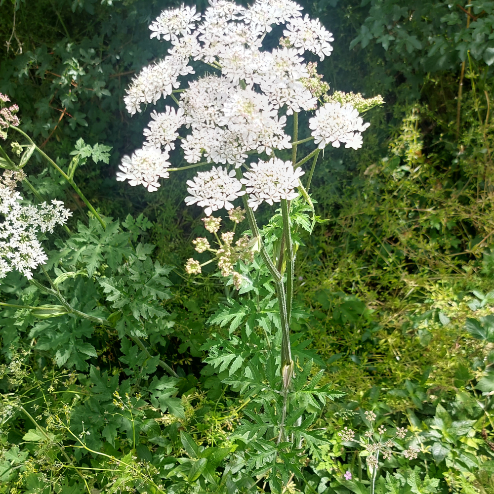 common_hogweed common_hogweed