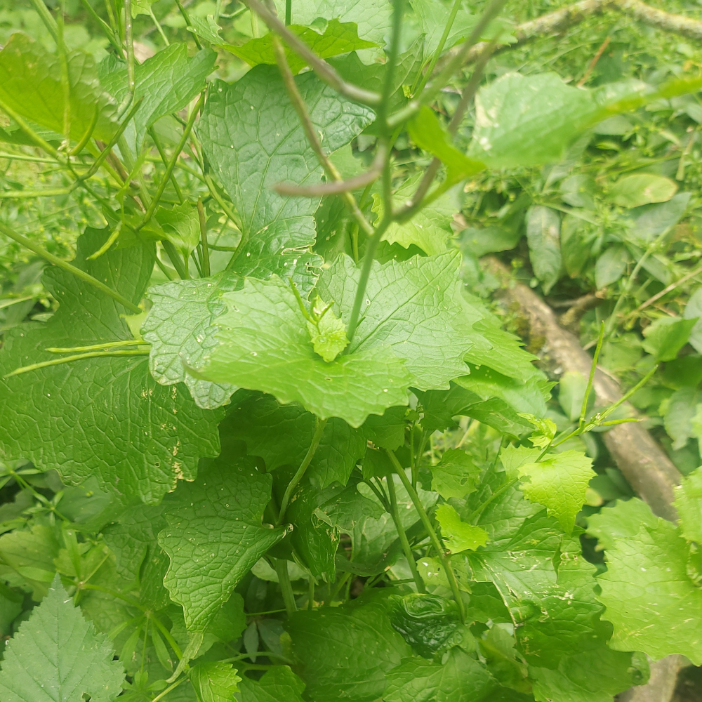 hedge_garlic hedge_garlic