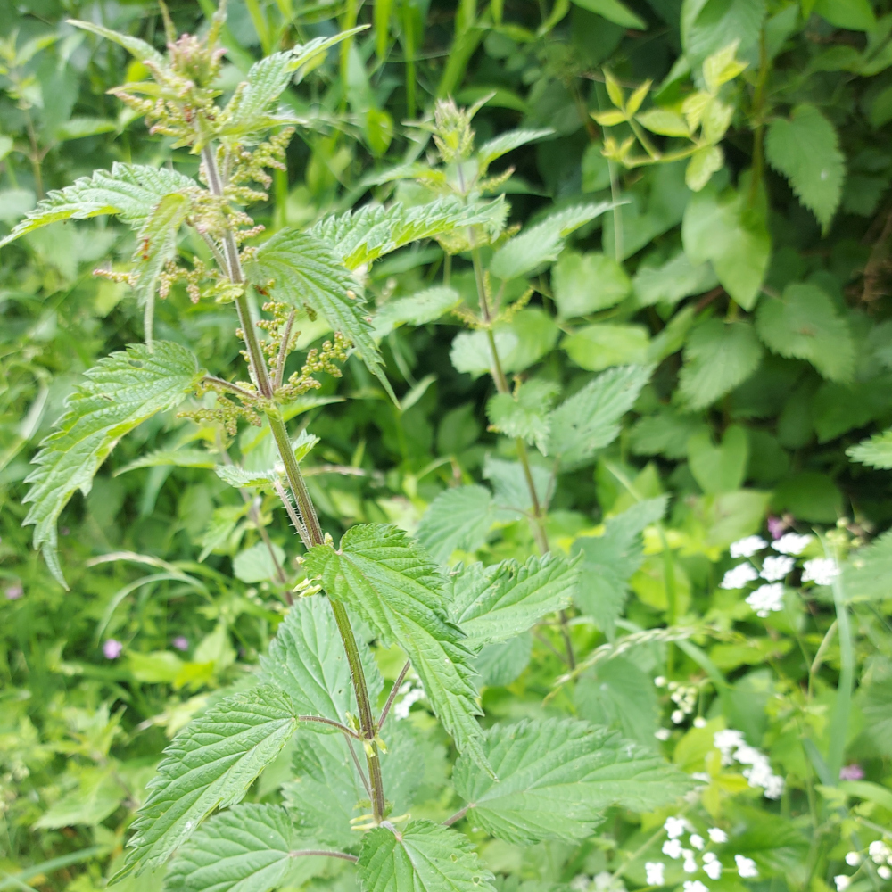 nettle nettle