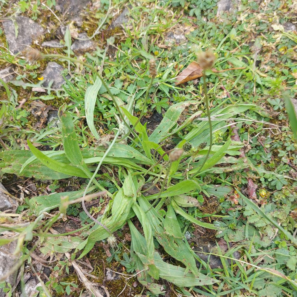 ribwort_plantain ribwort_plantain