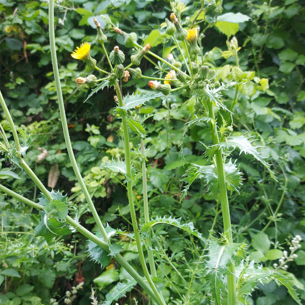sow_thistle sow_thistle