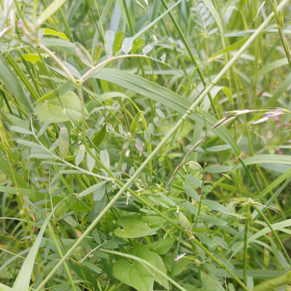 vetch vetch