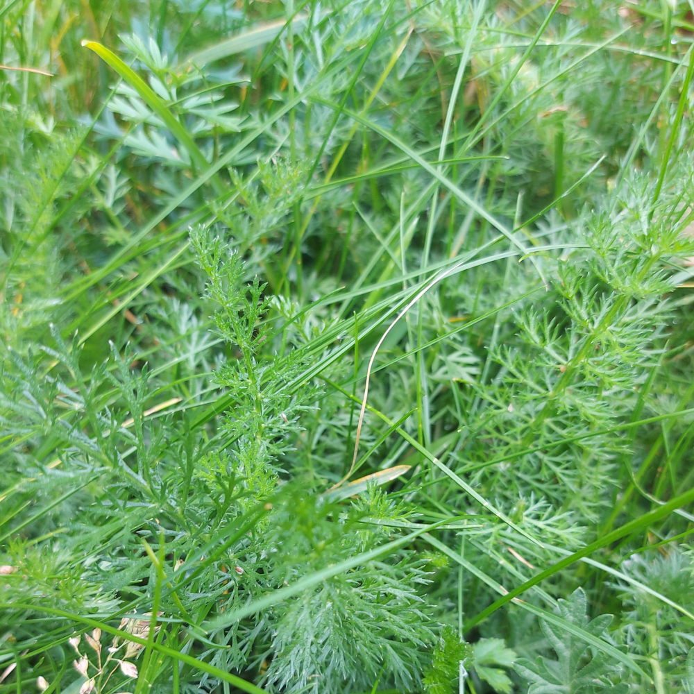 yarrow yarrow